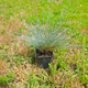 Вівсянниця сиза (костриця сиза) Festuca glauca, саджанець у горщику 0,5 л - зображення 6