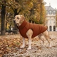 Курточка для собак средних пород WAUDOG Re-clothes М47 двухсторонняя терракотово-черная из переработанного материала (191430) - изображение 11