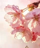 Крем для рук з сакурою SADOER sakura niacinamide hand cream, 50 г - изображение 3