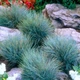 Саджанці Вівсяниця Блуред (Festuca Bluе red) в 380гр горщиках - изображение 1