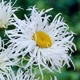Саджанці Ромашки Крейзі Дейзі (Leucanthemum superbum або Leucanthemum maximum 'Crazy Daisy') в 0.5л горщиках - зображення 1