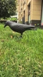 Відлякувач птахів муляж Ворона реалістична пластикова Bird Repellent Plastic Crow 38см - зображення 7