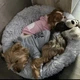 Худі для собак THE DOG FACE з капюшоном — теплий одяг для маленьких і великих собак 8XL - изображение 4
