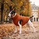Курточка для собак WAUDOG Re-clothes двусторонняя, M40, A 38-40, B 63-66, C 39-42, терракотовый - изображение 2