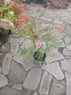 Пираканта «Оранж Чармер» (Pyracantha „Orange Charmer“) С3 - изображение 3