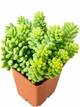Сукулент Седум Бурріто (Sedum burrito) (s004m) - зображення 2