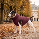 Курточка для собак WAUDOG Re-clothes двостороння, S40, A 38-40, B 52-54, C 33-38, бордовий 191122 - зображення 2