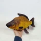 Игрушка мягкая "Рыба карась", 58 см, золотистый 5094863 - изображение 2