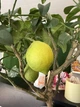 Лимонне дерево Lemon жива рослина 1м з плодами - зображення 2