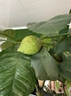 Лимонне дерево Lemon жива рослина 1м з плодами - зображення 3