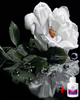 Алмазна мозаїка на підрамнику ColorArt 40х50 Біла троянда SPP123 + Подарунок лак для покриття - зображення 1