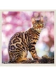 Календарь настенный 2027 HELMA 30 x 30 см Cats (LP01-27) 8596641041714 - изображение 3