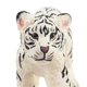 Біле тигреня потягується Toymany ML001292 - изображение 4