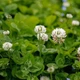 Насіння білої конюшини Рівендел GrassNature, 100 г – для газону, сидерату і медоносу - зображення 4