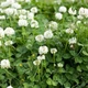 Насіння білої конюшини Рівендел GrassNature, 5 кг – для газону, сидерату і медоносу - зображення 3