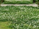 Насіння білої конюшини Рівендел GrassNature, 5 кг – для газону, сидерату і медоносу - зображення 15