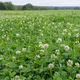 Насіння білої конюшини Рівендел GrassNature, 5 кг – для газону, сидерату і медоносу - зображення 7