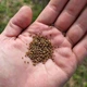 Насіння білої конюшини Рівендел GrassNature, 5 кг – для газону, сидерату і медоносу - зображення 9