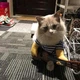Костюм с гитарой для кошек и собак, Хєллоуин Размер M - изображение 6