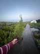 Туя західна "Смарагд" 60-70 см в горщику 3 л. - изображение 4