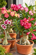 Семена — Адениум «Роза пустыни» (Adenium obesum), смесь, 2 шт. - изображение 1