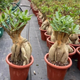 Семена — Адениум «Роза пустыни» (Adenium obesum), смесь, 2 шт. - изображение 5
