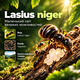 Мурахи Lasius Niger мурахи для мурашиної ферми колонія мурах з маткою живі мурахи для початківців - зображення 4