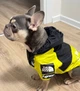 Дощовик для собак the dog face 2xl - изображение 6