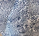 Атласна жіноча парасоля складна Антивітер Doppler принт Leopard - зображення 5