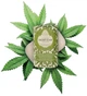 Мыло конопляное Nesti Dante Luxury Hemp Soap Canapa 250 г - изображение 2