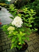 Гортензия метельчатая Lime Light, C10 - изображение 3