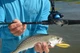 Мультипликаторная подшипниковая катушка Shimano Chronarch 151HGG - изображение 3