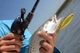 Мультипликаторная подшипниковая катушка Shimano Chronarch 151HGG - изображение 5