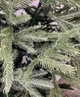 Штучна ялина "Біла Казка" 2.2 м (220 см) з підставкою — Біла новорічна ялинка - зображення 3