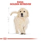 Сухой корм для щенков Royal Canin породы Голден Ретривер BHN Golden Retriever Puppy 12 кг (3182550751261) - изображение 3