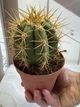Эхинопсис Echinopsis D12 см Кактус Суккулент Комнатное растение - изображение 3