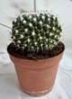 Маммилярия Mammillaria D12 см Кактус Суккулент Комнатное растение - изображение 3