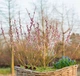 Ива тонкостолбиковая / Salix gracilistyla Mt Aso С5 / Н 80-100 - изображение 3