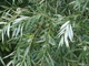 Ива Эрдингер / Salix erdingeri С45 / Н 300 - изображение 7