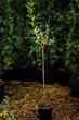 Ива тсугавидная Гинме / Salix tsugaluensis Ginme, С7.5 Ра60 - изображение 1
