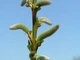 Ива тсугавидная Гинме / Salix tsugaluensis Ginme, С7.5 Ра60 - изображение 5