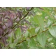 Ива тсугавидная Гинме / Salix tsugaluensis Ginme, С7.5 Ра60 - изображение 7