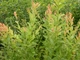 Ива тсугавидная Гинме / Salix tsugaluensis Ginme, С7.5 Ра60 - изображение 11