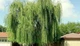 Ива вавилонская/ Salix babylonica var. pekinensis Pendula C60 Р300-320 D12-14 - изображение 1