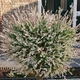 Ива цельнолистная Хакуро Нишики / Salix integra Hakuro-nishiki С7.5 / Н60-100 - изображение 4