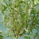 Ива Карадок / Salix Caradoc С10/ Н180-200 - изображение 11