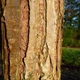 Ива золотистая Хрисокома / Salix sepulcralis (x) Chrysocoma (resistenta) C20 Н3500 - изображение 3