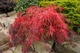 Клен пальмолистный Гарнет / Acer palmatum Garnet С7.5 / Ра 20, Діаметр 50-80 - изображение 1