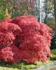 Клен пальмолистный Гарнет / Acer palmatum Garnet С7.5 / Ра 20, Діаметр 50-80 - изображение 5