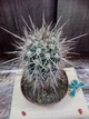 Кактус Sclerocactus parviflorus GreenLife контейнер 7 см - изображение 2